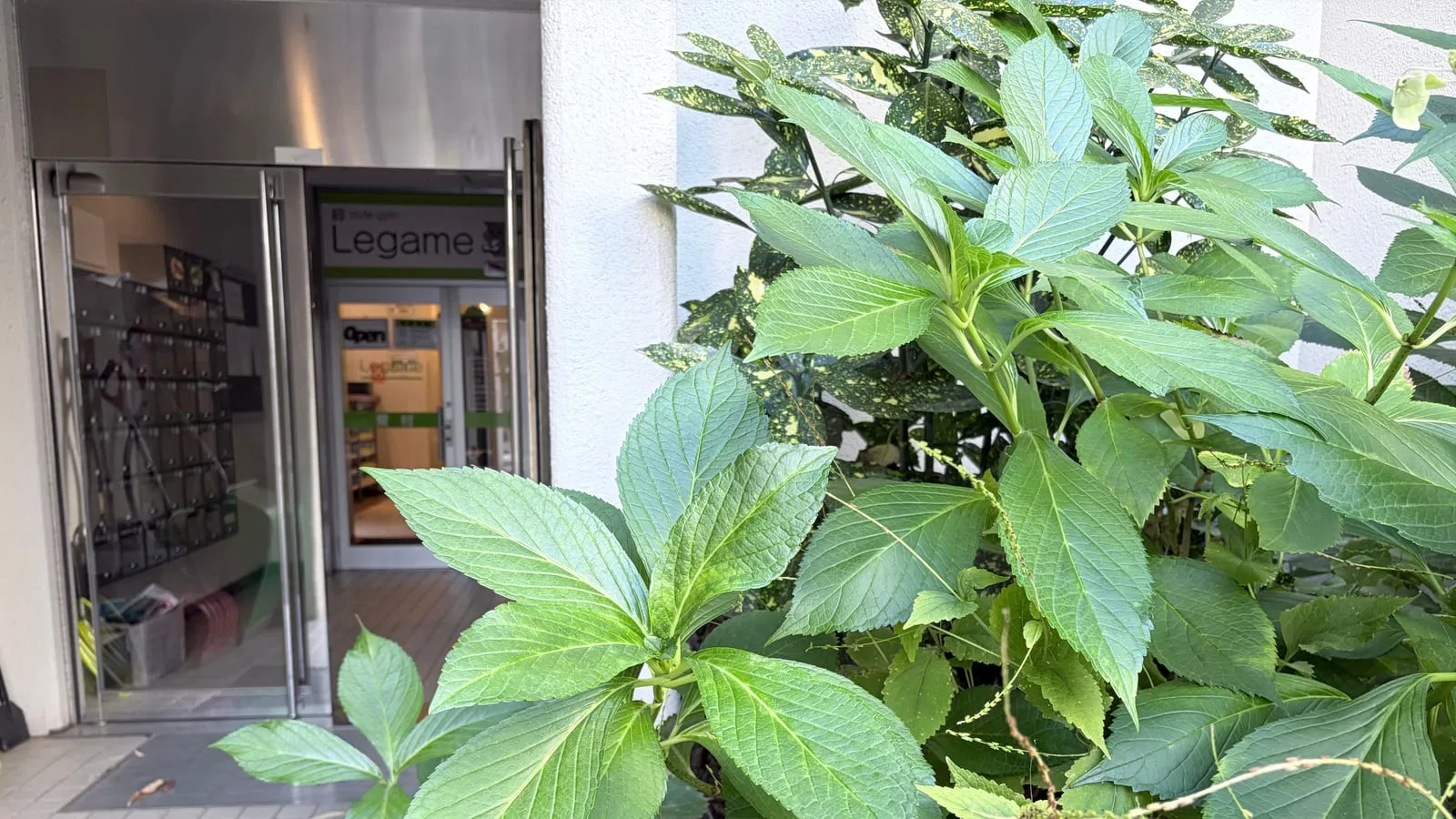 1階入口前の植栽越しに見えるガラスドアと看板